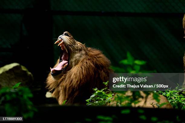 close-up of lion yawning while sitting on field,india - lion roar stock-fotos und bilder