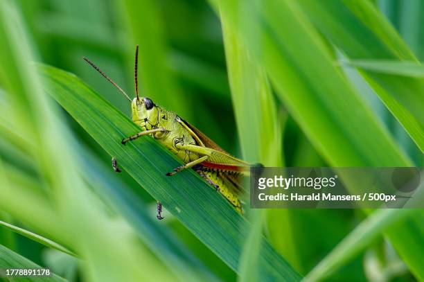 close-up of grasshopper perching on plant - gafanhoto imagens e fotografias de stock