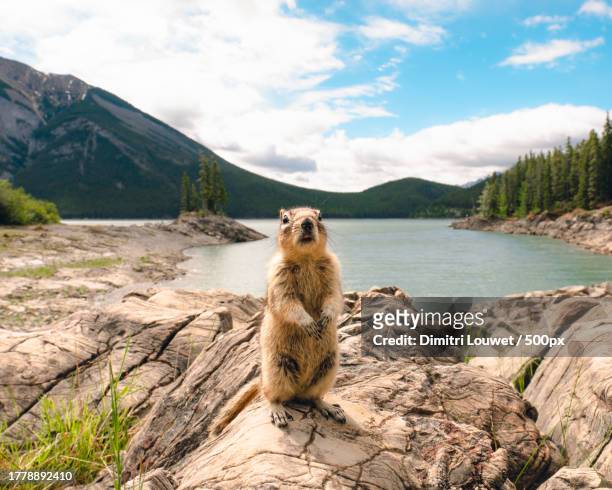 scenic view of alpine marmot standing on rocks on land against cloudy blue sky,alberta,canada - groundhog stock pictures, royalty-free photos & images