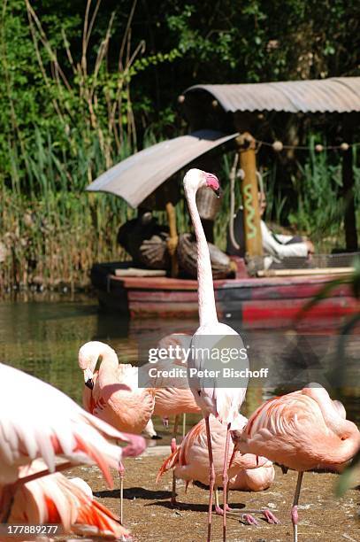 Flussfahrt auf dem Sambesi , Zoo, Hannover, Niedersachsen, Deutschland, Europa, Flamingo, Tier, Reise,