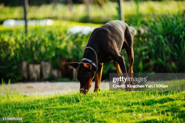 low angle view of doberman with its head down on the grass - doberman puppy stock pictures, royalty-free photos & images