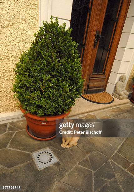 Katzen vor Eingangstür mit Buchsbaum-Töpfen und Buddha-Figuren, Villa von Karel Gott , Homestory, Prag, Tschechien, Europa, Buchsbaum-Topf, Tier,...
