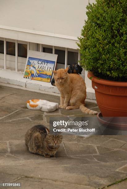 Katzen vor Schale mit Fressen, Villa von Karel Gott , Homestory, Prag, Tschechien, Europa, Buchsbaum-Topf, Tier, Katze, Kater, Kachel, Reise,