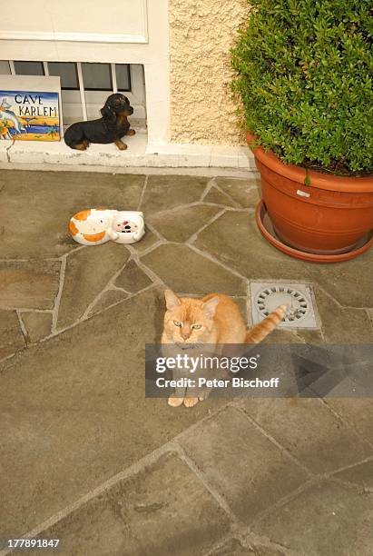 Katze vor Schale mit Fressen, Villa von Karel Gott , Homestory, Prag, Tschechien, Europa, Buchsbaum-Topf, Tier, Plastik-Dackel, Kachel, Reise,