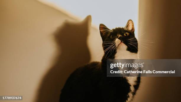 close-up portrait of a domestic cat, casting a shadow on a wall - tabby cat stock pictures, royalty-free photos & images