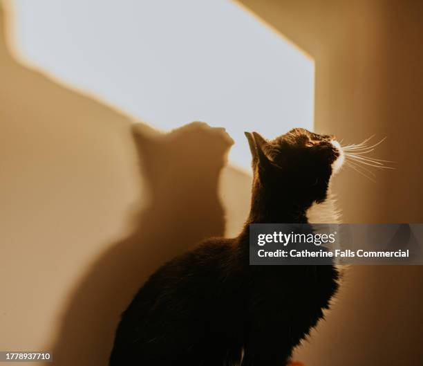 side-profile portrait of a domestic cat, casting a shadow on a wall - 猫 影 ストックフォトと画像