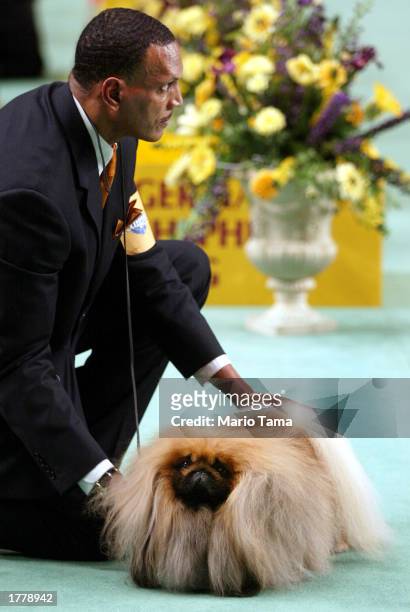 Hiram Stewart holds Ch Yakee Leaving Me BreathlessAtFranshaw, a Pekingese, in the Best In Show competition on the final day of the 127th Westminster...