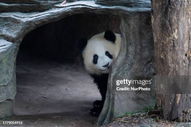 Giant pandas play at the Chongqing Zoo in Chongqing, China, November 12, 2023.