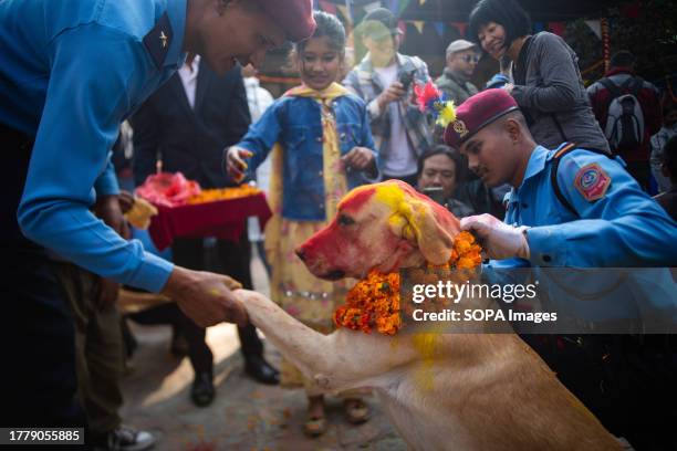 Nepal police officer applies vermilion and flower garlands to a police dog during a dog worship day that is celebrated as part of the Tihar festival...