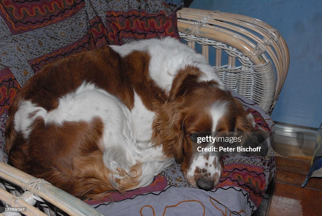 Hund von Anita Hegerland: Welsh-Springer-Spaniel-Hündin "Mimie" 