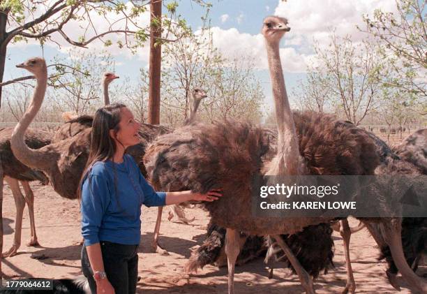 Ostrich rancher Tonya Wiliamson stands among her ostriches at her ranch in Tulerosa, New Mexico, 03 April. She has 200 birds on two acres and says...