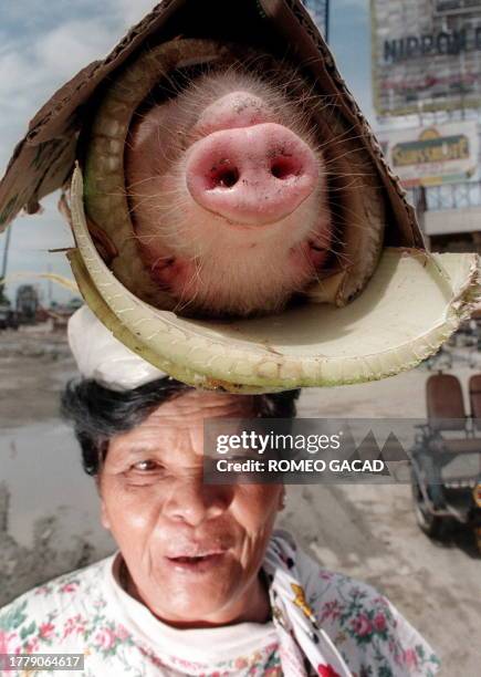 Grandmother Perpetua Malinog carries a live piglet on her head wrapped in fresh banana tree trunks she bought in the public market 18 April 1999 in...