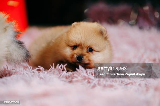 pomeranian spitz puppy on pink floor christmas evening - keeshond stockfoto's en -beelden