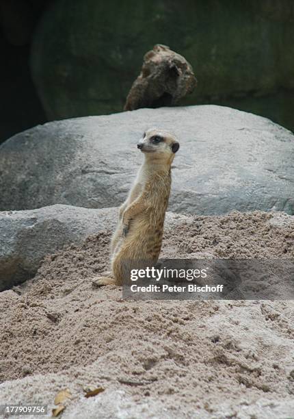 Erdmännchen, Zoo, Singapur, Asien, Gehege, Tier, Reise,