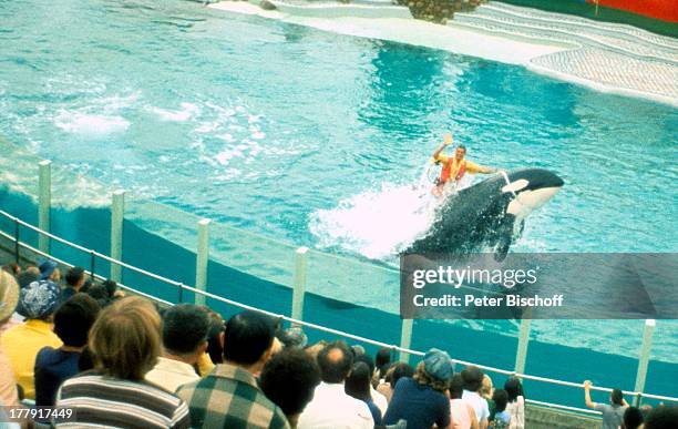 Trainer reitet auf Orca-Wal, Besucher, Vorstellung Meeresthemenpark "Seaworld Orlando", Florida, Nordamerika, USA, Zuschauer, Tier-Dressur, winken,...