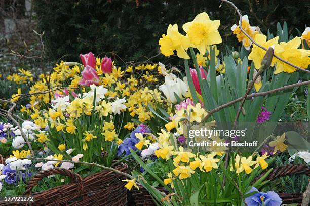 Oster-Blumen im Themenland: Deutschland, "Europa Park", Rust bei Freiburg, Baden-Württemberg, Deutschland, Europa, Freizeitpark, Vergnügungspark,...