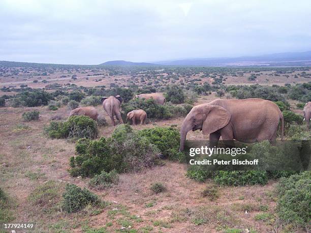 Elefantenpark, Addo Park, bei Port Elisabeth, Südafrika, Afrika, Elefant, Elefanten, Tierpark, Tier, Tiere, Reise, CD;