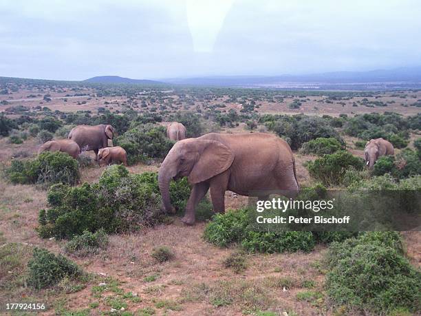 Elefantenpark, Addo Park, bei Port Elisabeth, Südafrika, Afrika, Elefant, Elefanten, Tierpark, Tier, Tiere, Reise, CD;