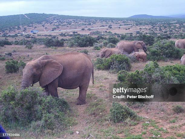 Elefantenpark, Addo Park, bei Port Elisabeth, Südafrika, Afrika, Elefant, Elefanten, Tierpark, Tier, Tiere, Reise, CD;