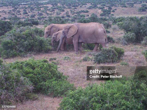 Elefantenpark, Addo Park, bei Port Elisabeth, Südafrika, Afrika, Elefant, Elefanten, Tierpark, Tier, Tiere, Reise, CD;