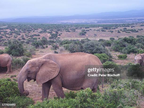 Elefantenpark, Addo Park, bei Port Elisabeth, Südafrika, Afrika, Elefant, Elefanten, Tierpark, Tier, Tiere, Reise, CD;