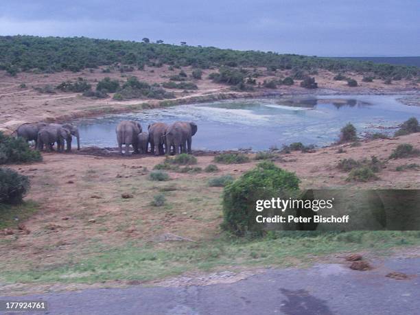 Elefantenpark, Addo Park, bei Port Elisabeth, Südafrika, Afrika, Elefant, Elefanten, Tierpark, Tier, Tiere, Wasser, Trinkstelle, Reise, CD;