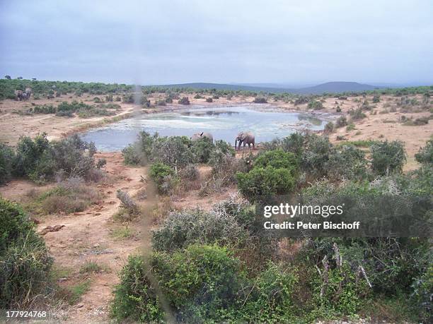 Elefantenpark, Addo Park, bei Port Elisabeth, Südafrika, Afrika, Elefant, Elefanten, Tierpark, Tier, Tiere, Wasser, Trinkstelle, Reise, CD;