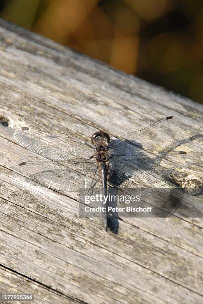 Libelle am Wanderweg im Naturschutzgebiet Huvenhoopsmoor, Landkreis Rotenburg / Wümme, Niedersachsen, Deutschland, Europa, Insekt, Tier, Natur, Reise,