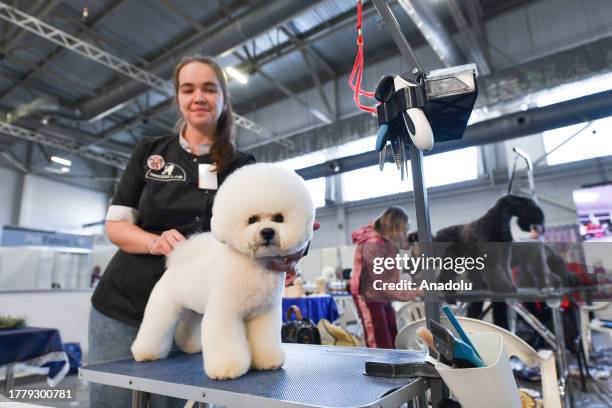 Bichon Frise receives a trim during annual pet festival Zoo World within the framework of an exhibition, fair and competitions, organized by...