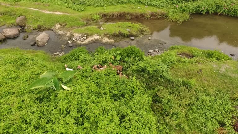 Scenery Rural Manilla 48 Green Philippine Highways Stock Videos, Footage, & 4K Video Clips ...