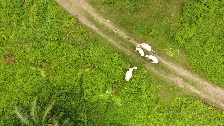 Scenery Rural Manilla 48 Green Philippine Highways Stock Videos, Footage, & 4K Video Clips ...