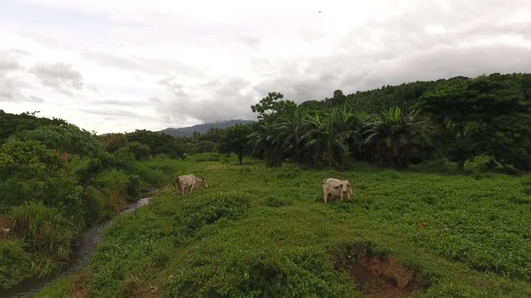 Scenery Rural Manilla 77 Philippine Fishing Village Stock Videos, Footage, & 4K Video Clips ...
