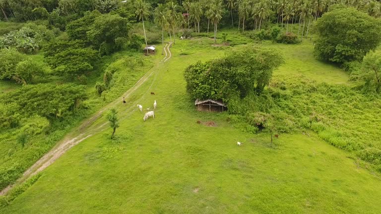 Scenery Rural Manilla 48 Green Philippine Highways Stock Videos, Footage, & 4K Video Clips ...