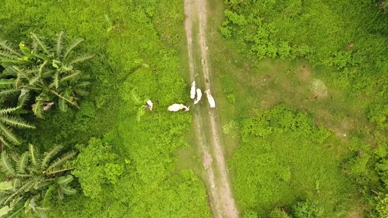 Scenery Rural Manilla 192 Philippines Highway Aerial View Stock Videos, Footage, & 4K Video ...