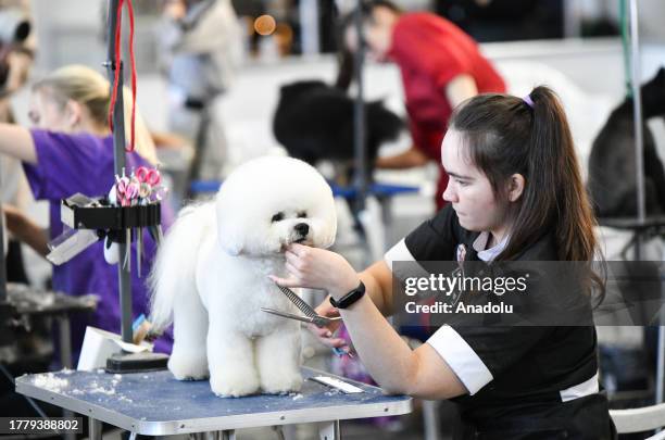 Bichon Frise receives a trim during annual pet festival Zoo World within the framework of an exhibition, fair and competitions, organized by...