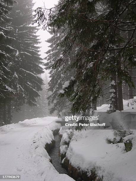 Wald bei Torfhaus / Altenau, Oberharz, Harz, Niedersachsen, Deutschland, Europa, Winter, Schnee, Bäume, Bach, Reise,