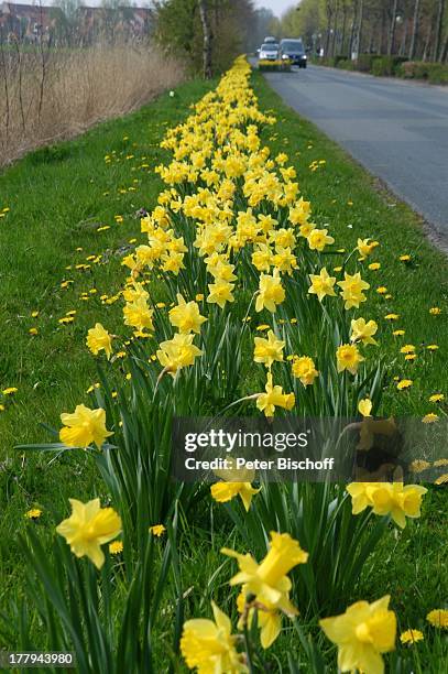 Osterblumen , Tossens, Gemeinde Butjadingen, Wesermarsch, Niedersachsen, Deutschland, Europa, Nordsee, Nationalpark, Blumen, Ostern, Reise,