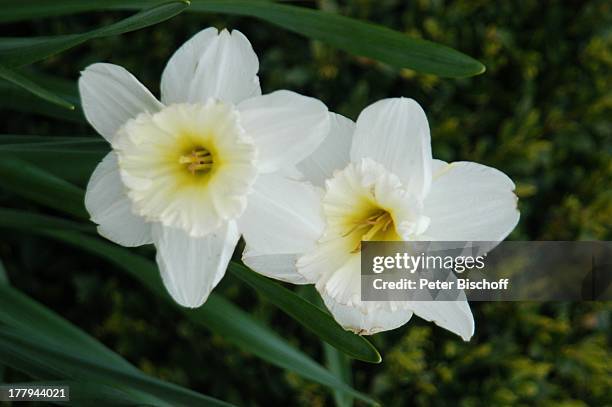 Osterblumen , Tossens, Gemeinde Butjadingen, Wesermarsch, Niedersachsen, Deutschland, Europa, Nordsee, Nationalpark, Blumen, Ostern, Reise,