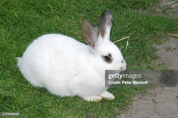 Kaninchen im Garten von "Weddelstedts Bistro Cafe Kneipe Club", Tossens, Gemeinde Butjadingen, Wesermarsch, Niedersachsen, Deutschland, Europa,...