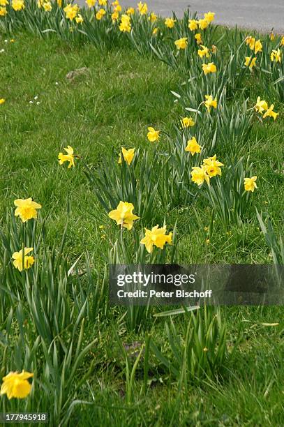 Osterblumen , Tossens, Gemeinde Butjadingen, Wesermarsch, Niedersachsen, Deutschland, Europa, Nordsee, Nationalpark, Blumen, Ostern, Reise,