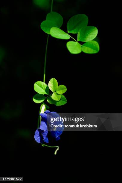 fresh butterfly pea flower - clitoria fotografías e imágenes de stock