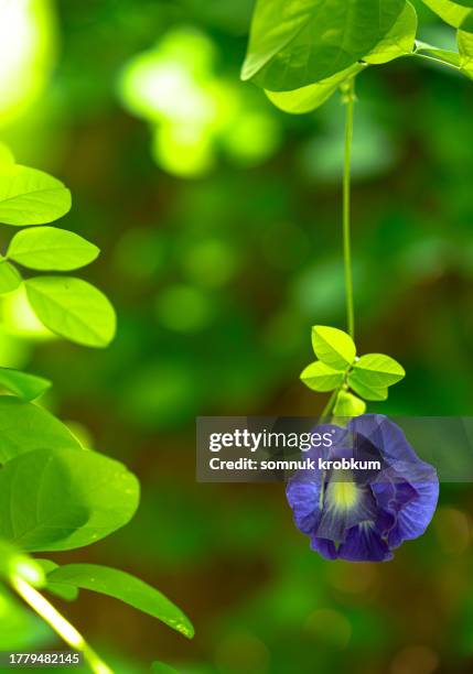 fresh butterfly pea flower - clitoria fotografías e imágenes de stock