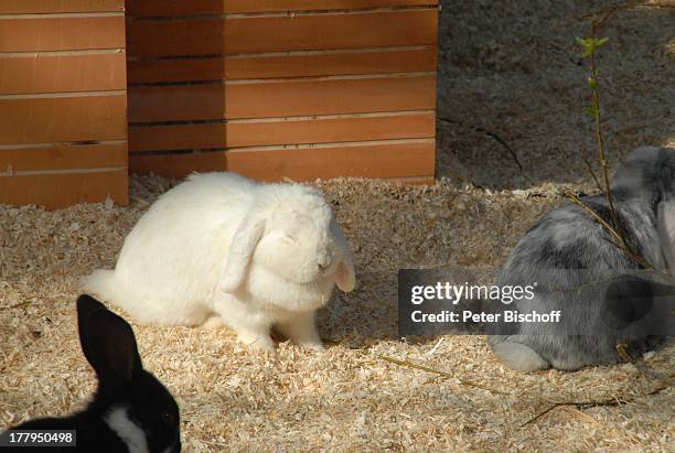 Kaninchen, Osterhasen Ausstellung "Botanica", "Rhododendron-Park", Schwachhausen, Bremen, Deutschland, Europa, Zwerghasen, Tier, Zwerghase,...