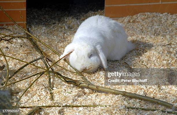 Kaninchen, Osterhasen Ausstellung "Botanica", "Rhododendron-Park", Schwachhausen, Bremen, Deutschland, Europa, Zwerghasen, Tier, Zwerghase,...