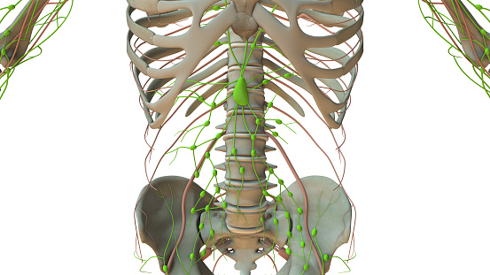 Anatomy of the Human Lymphatic System ์ด๋ฏธ์ง (1779524297) Biology Diagrams