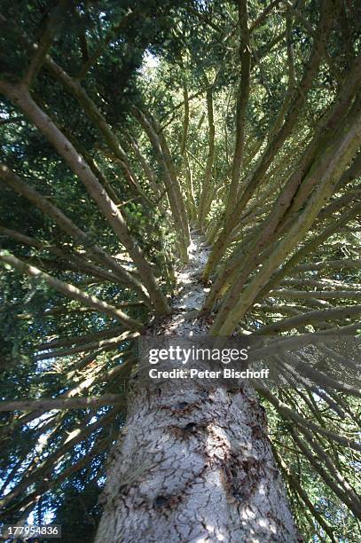 Äste vom Baum, Königsfeld, Schwarzwald, Baden-Württemberg, Deutschland, Europa, Reise,