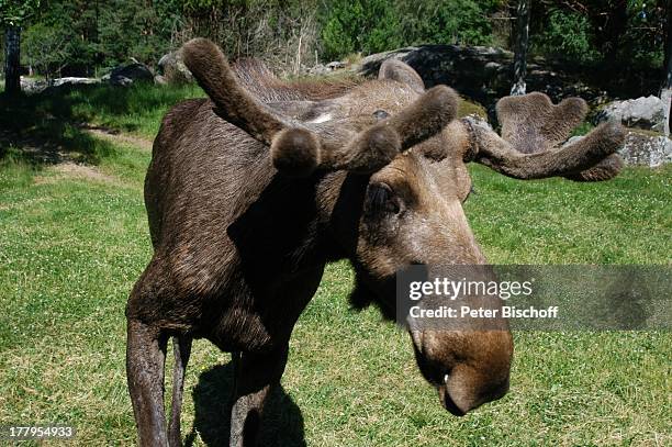 Elch, Elchpark "Virum" bei Vimmerby, Smaland, Schweden, Europa, Tier, Tierpark, Reise,