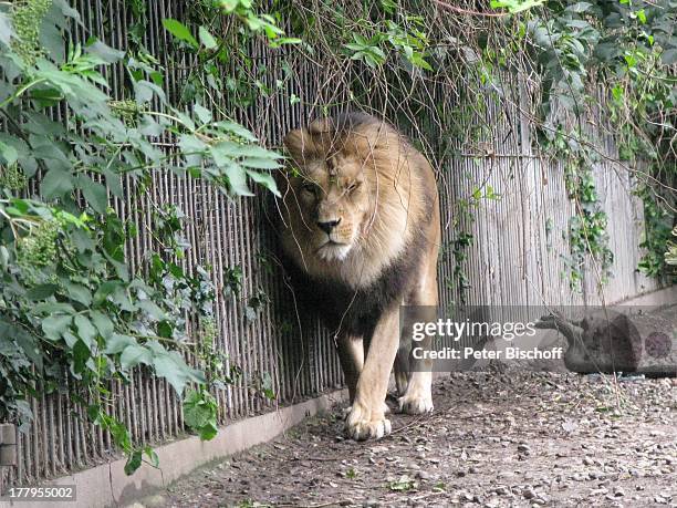 Löwe, Zoo, Aalborg, Nordjylland, Dänemark, Europa, Tierpark, Raubtier, Tier, Reise,