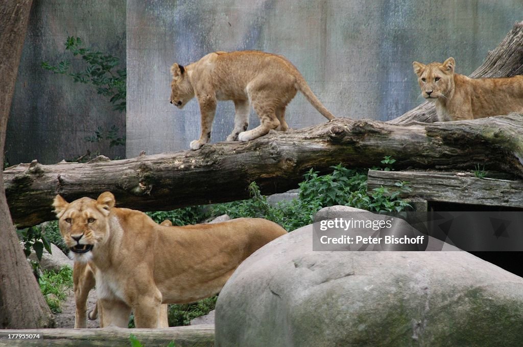 Löwen, Zoo, Aalborg, Nordjylland, Dänemark, Europa, Tierpark, Ra