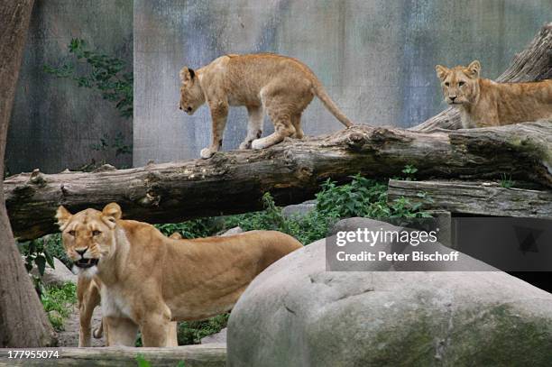 Löwen, Zoo, Aalborg, Nordjylland, Dänemark, Europa, Tierpark, Raubtier, Tier, Gehege, Reise,